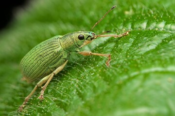 Close-up shot of a Green Nettle Weevil insect perched on a leafy plant in its natural habitat