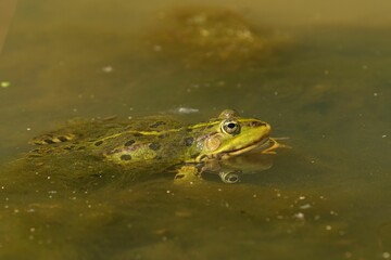 Vibrant green frog perched in a pond of tranquil water