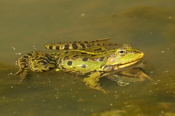 Vibrant green frog perched in a pond of tranquil water