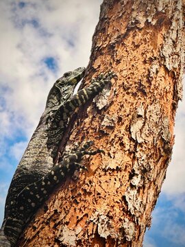 Lace monitor lizard on the side of a tree trunk