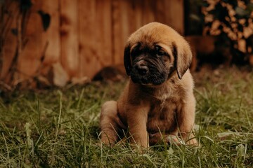 Obraz premium English Mastiff dog resting on the lush green grass, looking content and relaxed