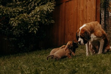 a dog sniffs at its puppy while the two puppies are outside
