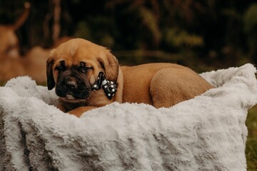 English Mastiff dog resting on the lush green grass, looking content and relaxed - obrazy, fototapety, plakaty