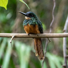 The rufous-tailed jacamar (Galbula ruficauda) is a near-passerine bird which breeds in the tropical New World in Brazil	