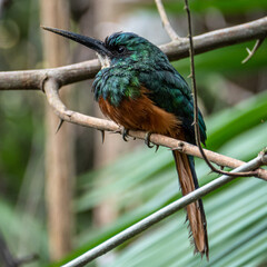 The rufous-tailed jacamar (Galbula ruficauda) is a near-passerine bird which breeds in the tropical New World in Brazil	