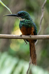 The rufous-tailed jacamar (Galbula ruficauda) is a near-passerine bird which breeds in the tropical New World in Brazil	