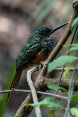 The rufous-tailed jacamar (Galbula ruficauda) is a near-passerine bird which breeds in the tropical New World in Brazil	