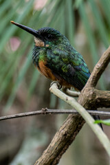 The rufous-tailed jacamar (Galbula ruficauda) is a near-passerine bird which breeds in the tropical New World in Brazil	