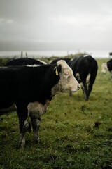Herd of cows grazing in the field