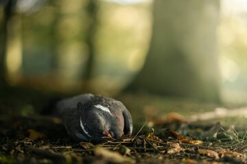 Pigeon lying on the ground