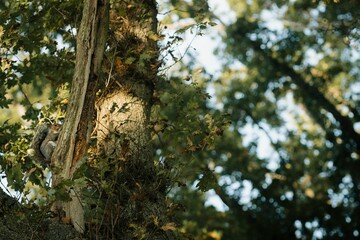 Selective focus shot of a squirrel on a tree