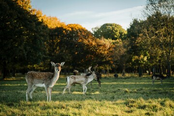 Deer in their natural habitat
