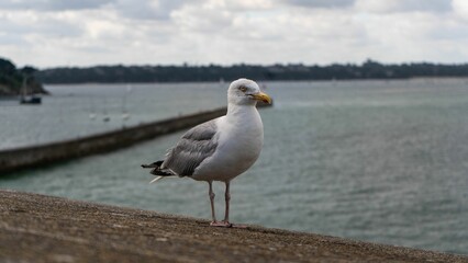 European herring gull perched against the backdrop of the sea. Larus argentatus.