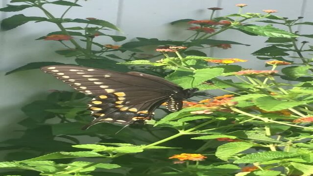 Black swallowtail butterfly on lantana flowers in the garden