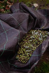 Vertical shot of a close up of a harvested olives in a plastic sheet