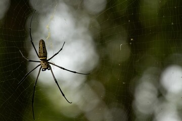 Intricate spider web with a spider perched in the center, illuminated by natural sunlight