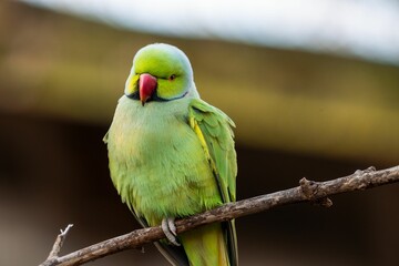 Bright parakeet on a tree branch in Platwijers, a nature reserve in Zonhoven, Limburg, Belgium