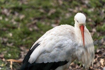 White stork on a grassy hill in Platwijers, a nature reserve in the Limburg province of Belgium © Wirestock