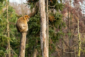 Barbary Macaque monkey atop a tree trunk in Platwijers Nature Reserve, Zonhoven, Limburg,