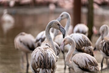 Group of flamingos together in a shallow body of water at the Platwijers,, Limburg, Belgium