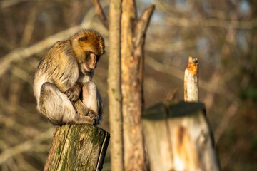 Barbary Macaque monkey atop a tree trunk in Platwijers Nature Reserve, Zonhoven, Limburg,