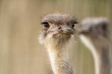 Closeup of a an ostrich with a curious look on its face, with copy space