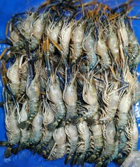 Fototapeta premium Close-up image of a pile of fresh, raw crabs laid out on a blue background