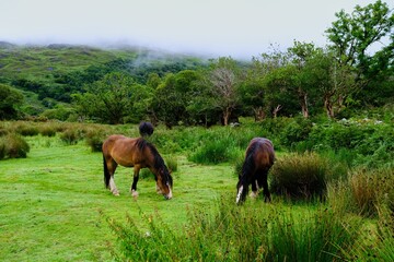 Naklejka na ściany i meble Horses peacefully grazing on a lush meadow in front of a majestic and serene forest in Ireland