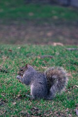 Naklejka na ściany i meble Closeup shot of an eating eastern gray squirrel on the green lawn. Sciurus carolinensis.