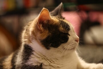 Close-up shot of a fluffy calico cat resting peacefully