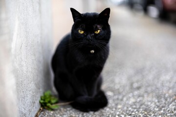 Black cat sitting on the street with yellow eyes