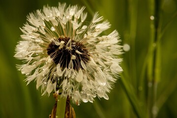 Dandelion clock with dew