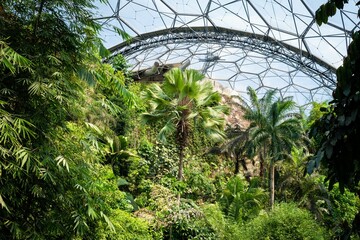 Scenic view of lush trees growing in the tropical biome at the Eden Project in Cornwall, UK - obrazy, fototapety, plakaty
