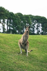 Close Up of the Eastern Gray Kangaroo
