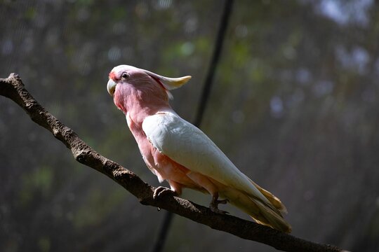 Close up shot of The Pink Cockatoo sitting on a tree branch