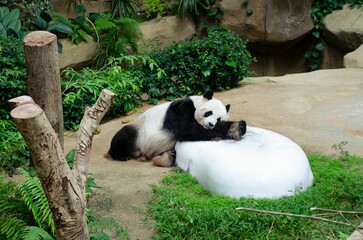 Adorable panda resting at the zoo