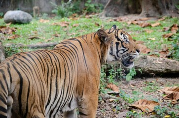 Majestic Bengal tiger at the zoo