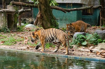 Fototapeta na wymiar Two tigers walking near a pond at the zoo