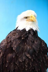 Majestic Bald Eagle stands against a bright blue sky on a brilliant day