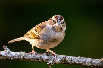 Closeup of a chipping sparrow perched on a tree branch.