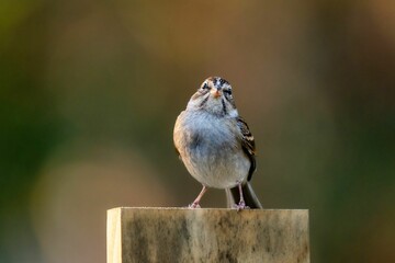 Chipping sparrow perched on a wooden fence.