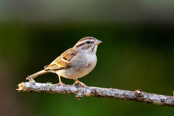 Chipping sparrow perched on a tree branch.