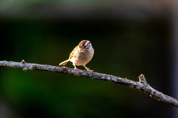 Chipping sparrow perched on a tree branch.