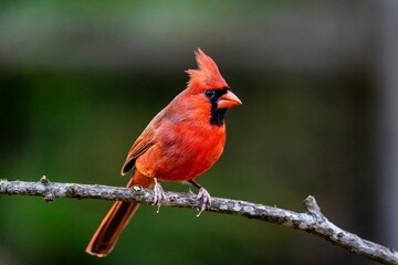 Beautiful male northern cardinal perched on a tree branch.