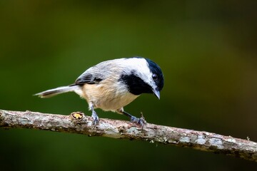 Obraz premium Black-capped chickadee perched on a tree branch. Poecile atricapillus.