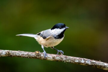 Black-capped chickadee perched on a tree branch. Poecile atricapillus.