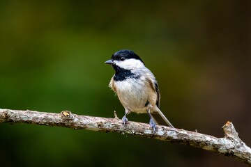 Black-capped chickadee perched on a tree branch. Poecile atricapillus.