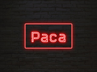 Paca のネオン文字