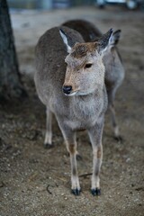 Two deer standing next to each other