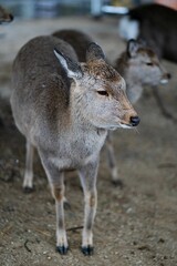 Two deer standing next to each other